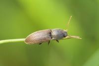 Agriotes