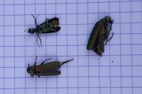 Lytta vesicatoria