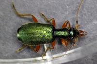 Drypta dentata