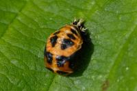 Harmonia axyridis