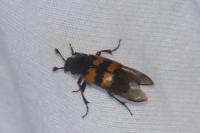Nicrophorus vespillo