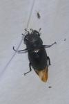 Lucanus cervus