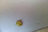 Psyllobora vigintiduopunctata