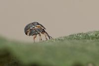 Rhopalapion longirostre