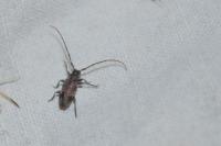 Exocentrus adspersus