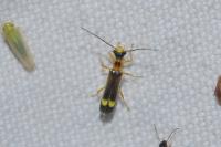 Malthinus flaveolus