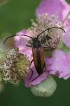 Stenurella melanura