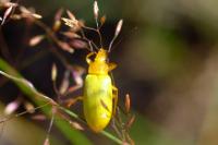 Cteniopus sulphureus