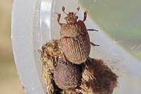 Pocadius