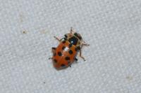 Hippodamia tredecimpunctata
