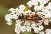 Stenopterus rufus