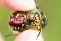 Cetonia aurata