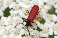 Lygistopterus sanguineus