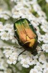 Cetonia aurata
