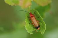Rhagonycha fulva