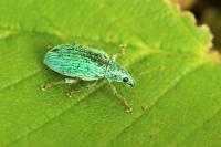 Polydrusus formosus