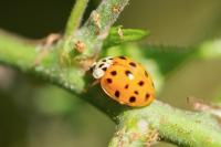 Harmonia axyridis