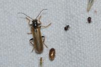 Rhagonycha nigriventris