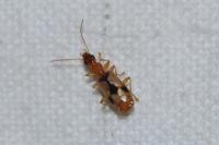 Demetrias imperialis