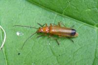 Rhagonycha fulva