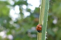 Coccinella septempunctata