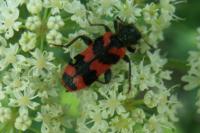 Trichodes alvearius