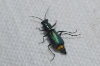 Clanoptilus elegans