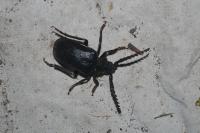 Prionus coriarius