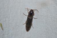 Stenagostus rhombeus
