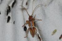 Trichoferus pallidus
