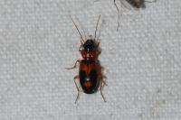 Badister bullatus