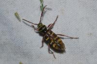 Plagionotus detritus