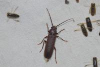 Arhopalus ferus