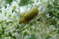 Cteniopus sulphureus