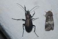 Carabus granulatus