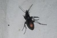 Carabus nemoralis