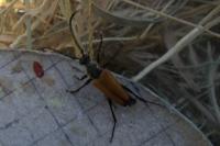 Stictoleptura fulva