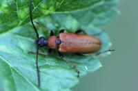 Stictoleptura rubra