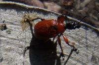 Apoderus coryli