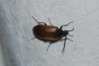 Pseudocistela ceramboides