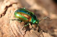 Chrysolina fastuosa