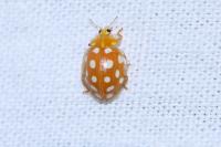 Halyzia sedecimguttata