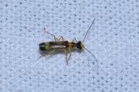 Malthinus flaveolus