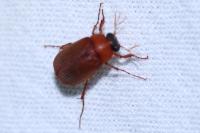 Serica brunnea