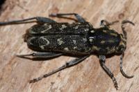 Xylotrechus rusticus