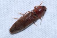 Stenagostus rhombeus