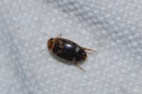 Laccophilus poecilus