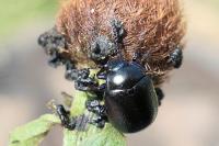 Chrysolina fuliginosa