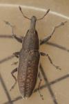 Lixus ochraceus