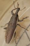Lixus ochraceus